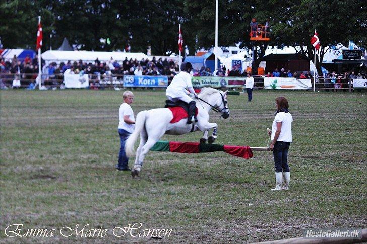 Welsh Pony (sec B) Shadow billede 20