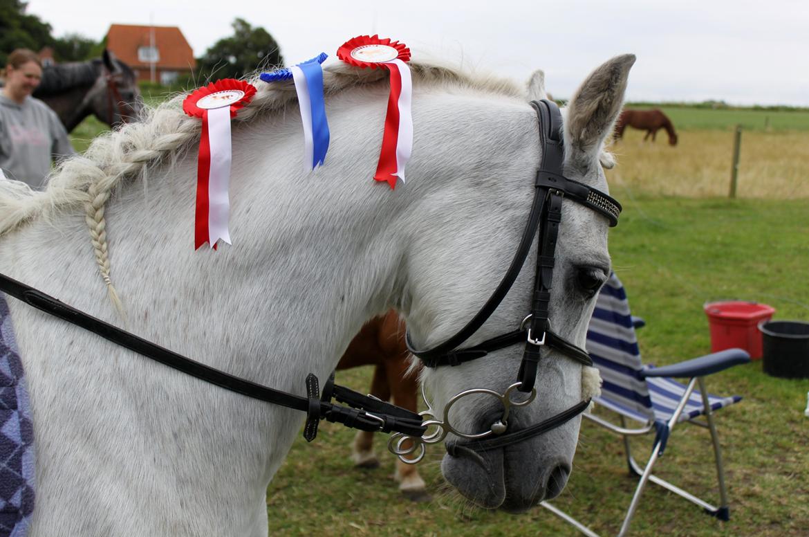 Welsh Pony (sec B) Shadow billede 21