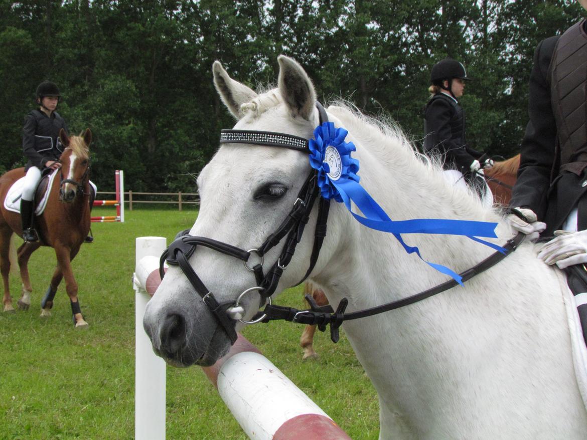 Welsh Pony (sec B) Shadow billede 22