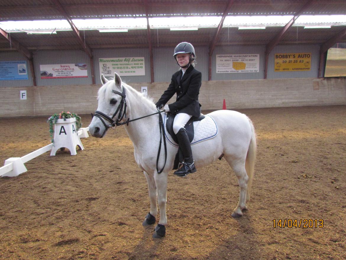 Welsh Pony (sec B) Shadow billede 24