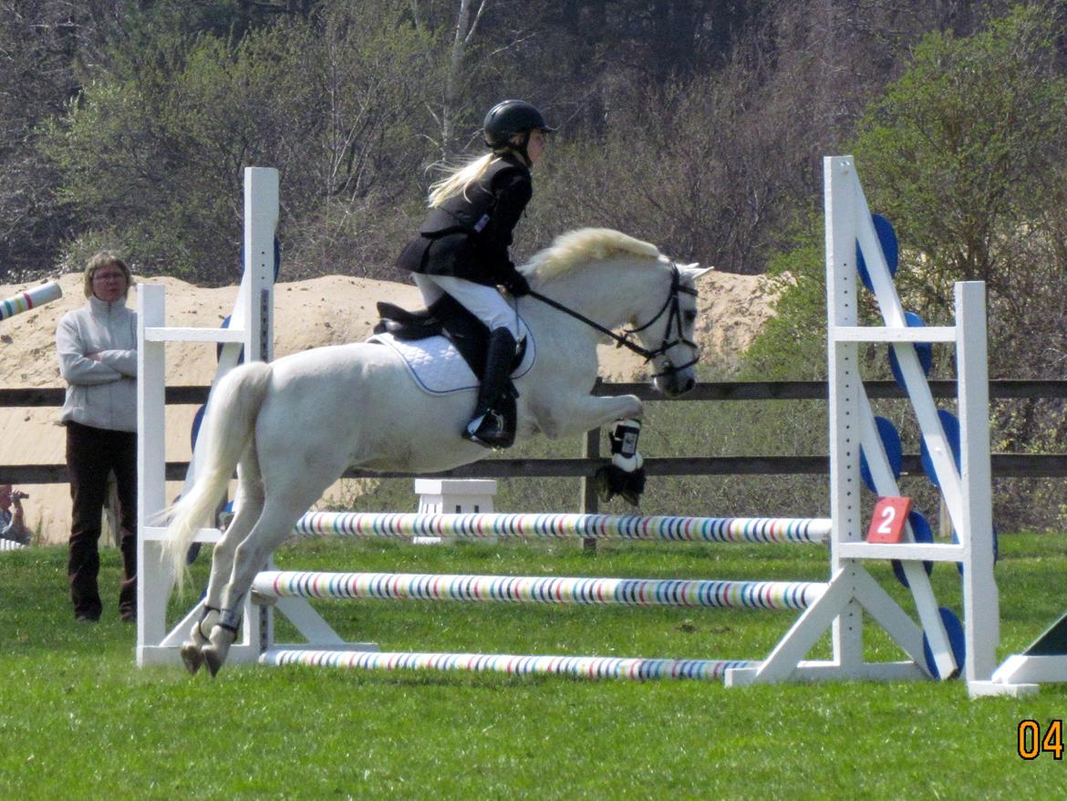 Welsh Pony (sec B) Shadow billede 25