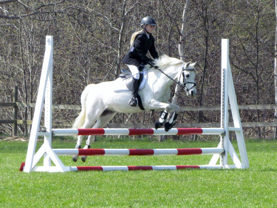 Welsh Pony (sec B) Shadow billede 26