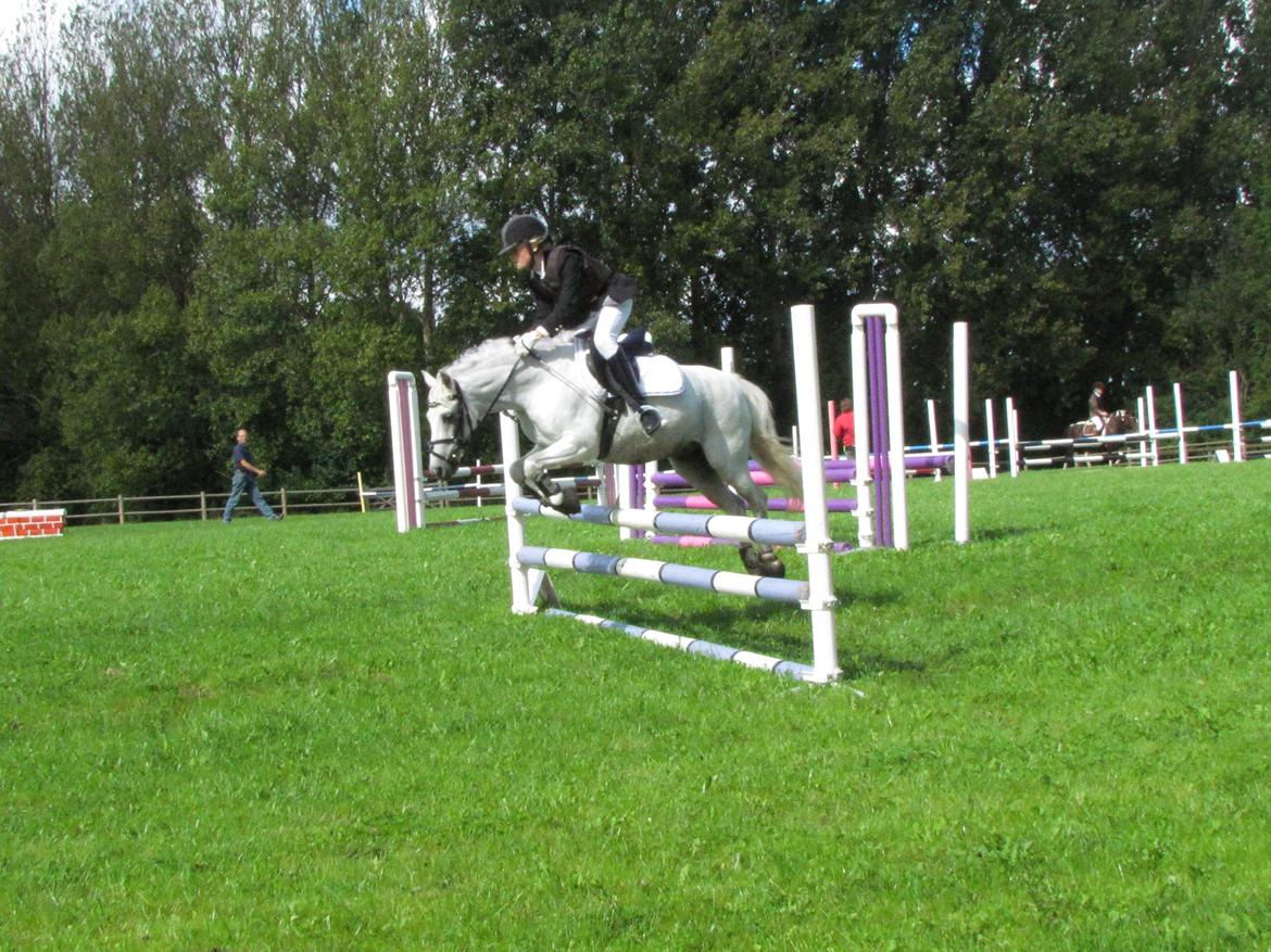 Welsh Pony (sec B) Shadow billede 27