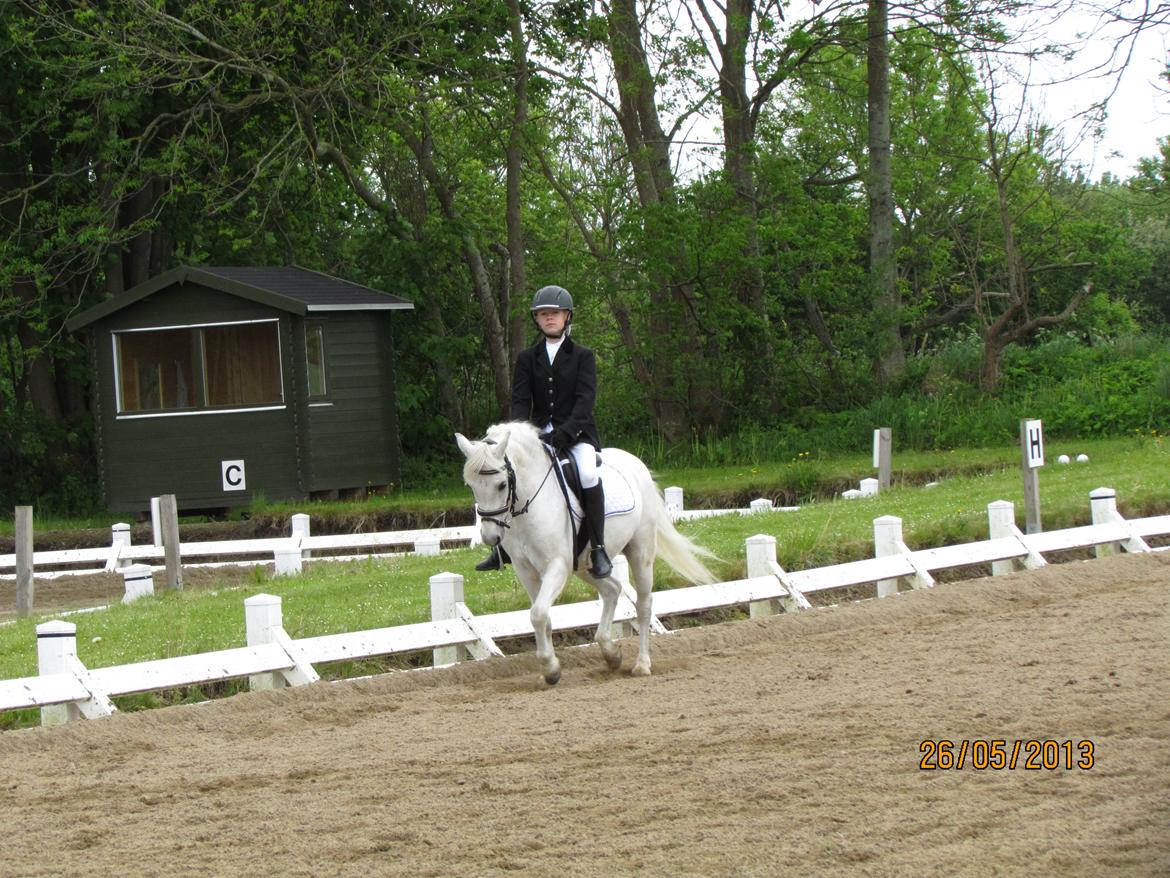 Welsh Pony (sec B) Shadow billede 28