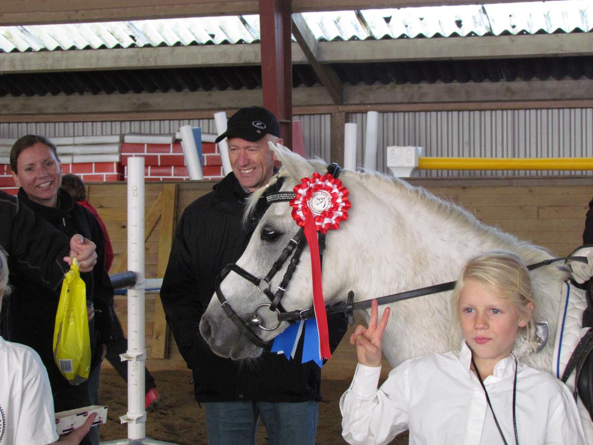 Welsh Pony (sec B) Shadow billede 29