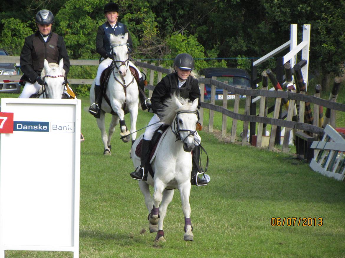 Welsh Pony (sec B) Shadow billede 30