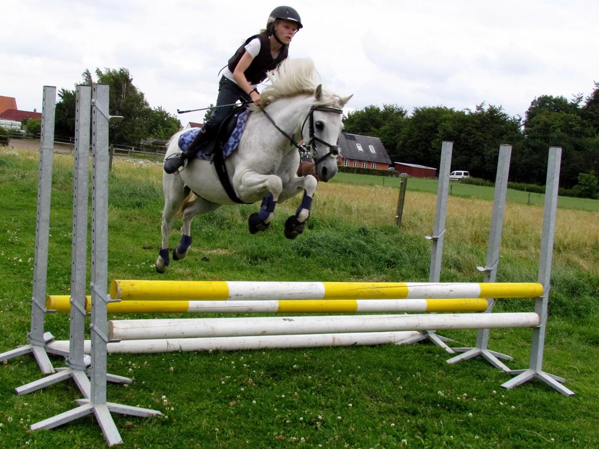 Welsh Pony (sec B) Shadow billede 31