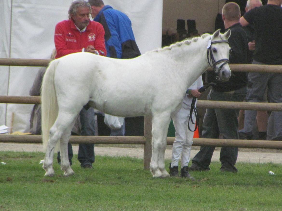 Welsh Pony (sec B) Shadow billede 32