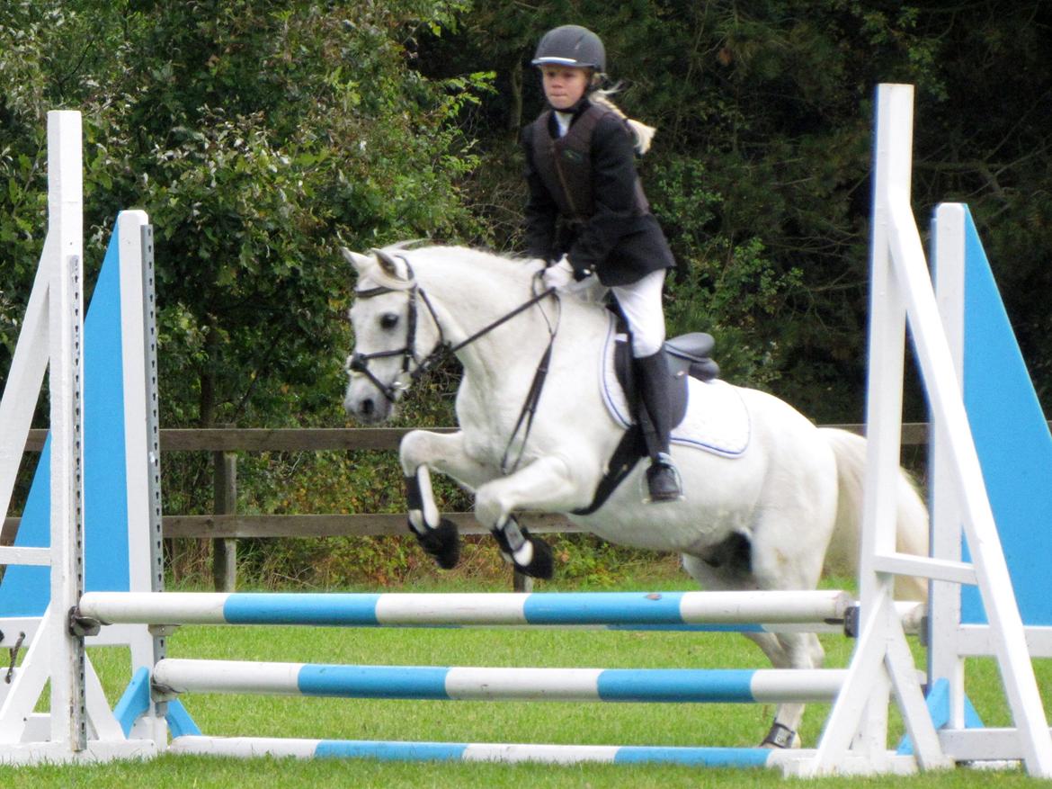 Welsh Pony (sec B) Shadow billede 33