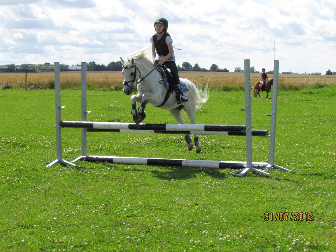 Welsh Pony (sec B) Shadow billede 35