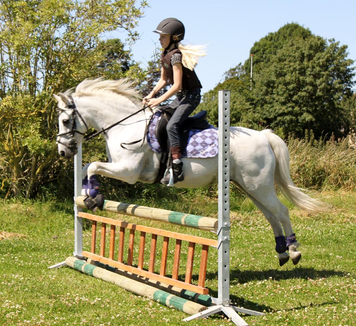 Welsh Pony (sec B) Shadow billede 36