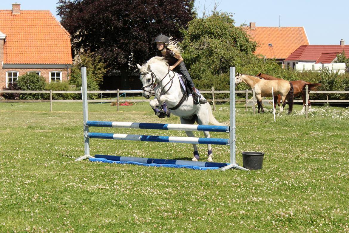 Welsh Pony (sec B) Shadow billede 37