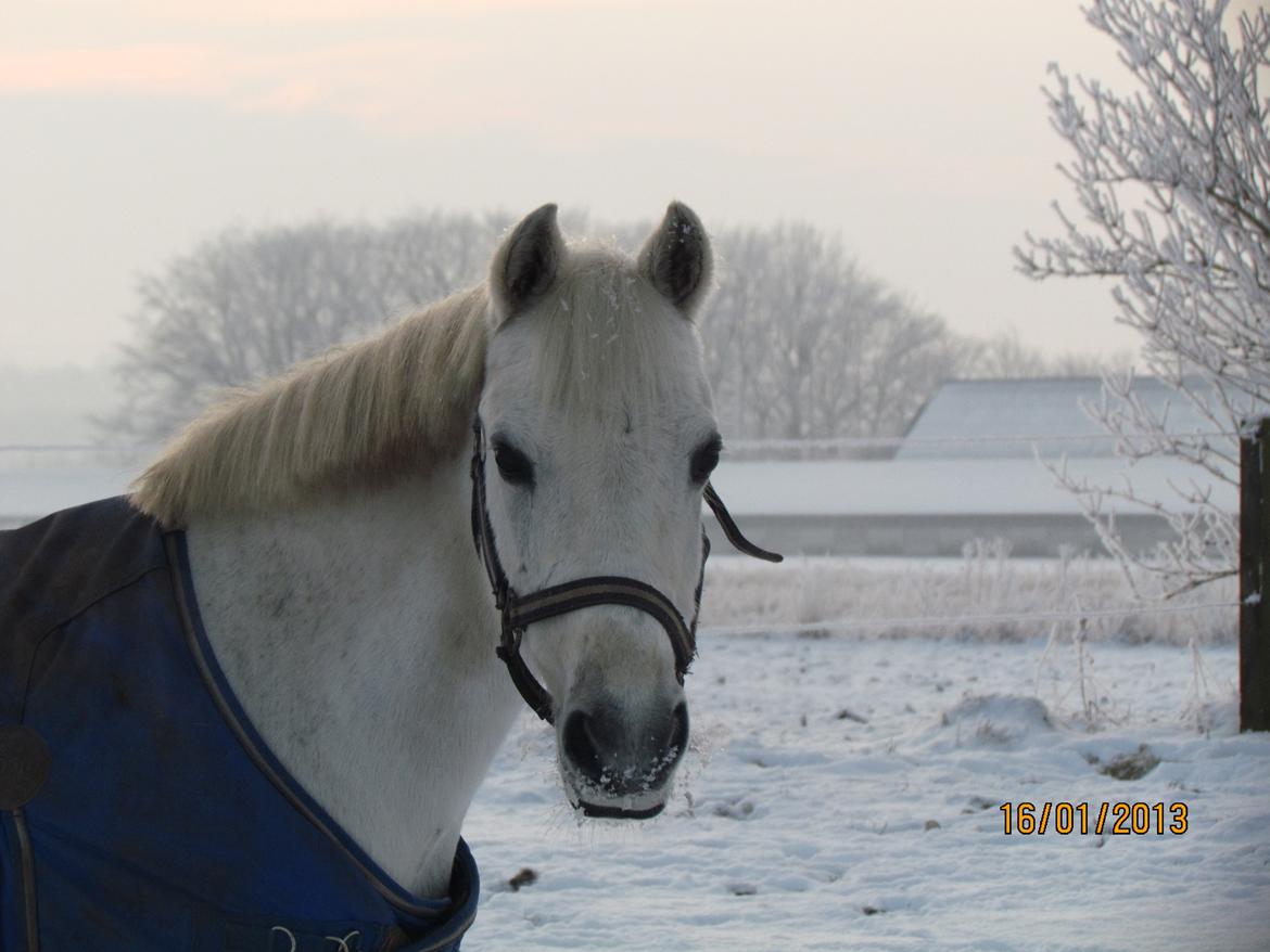 Welsh Pony (sec B) Shadow billede 40