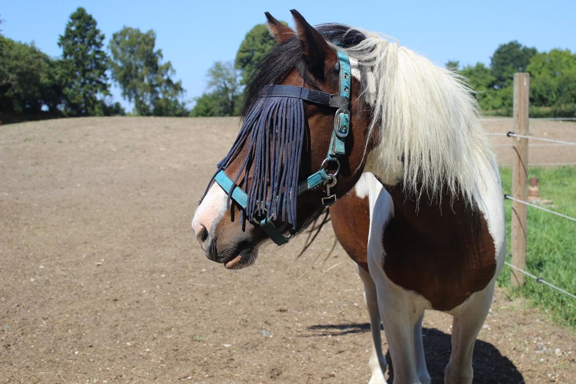 Anden særlig race Jack (savnet) billede 38