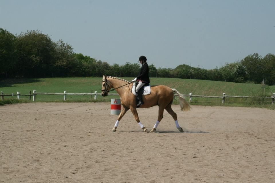 Palomino Happy Hour [DJ! <3] billede 13