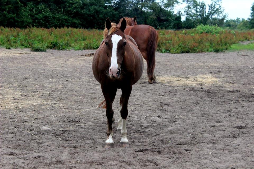 Hollandsk Sportspony Gentle<3 damp-ponyen<3 - Mavsen er måske liidt for stor... Måske<3 billede 20