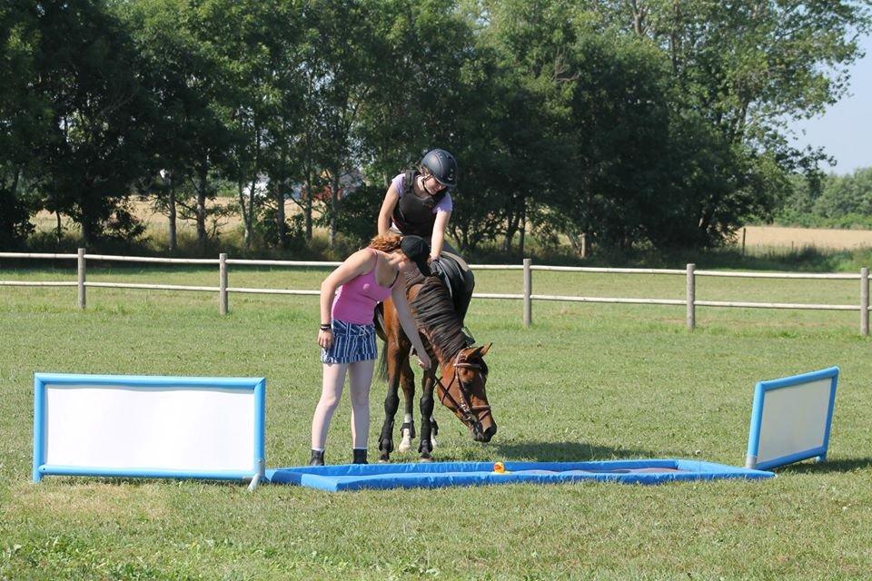 Hollandsk Sportspony Carmen - Carmen synes det var en utrolig farlig vandgrav. Ridelejr i TNKR 2013 billede 5
