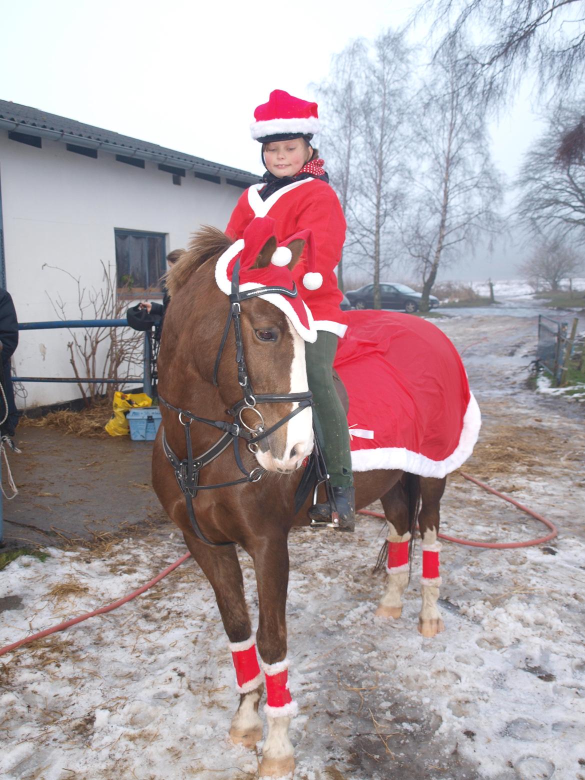 Hollandsk Sportspony Gentle<3 damp-ponyen<3 - jule dag <3 billede 30