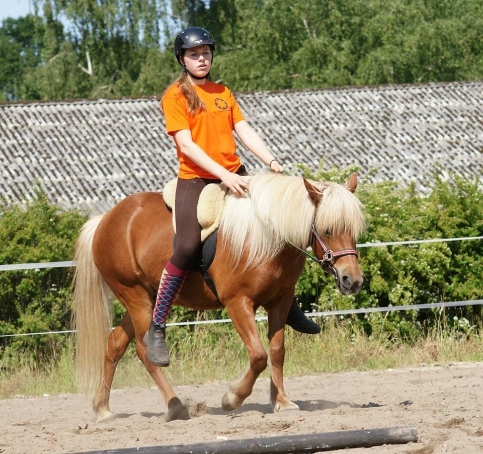 Islænder Syrpa fra Gyllingnæs - Ridelejr 2013 billede 1