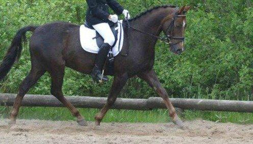 DSP Bæklunds Corvet billede 2