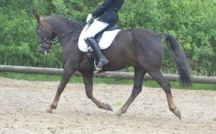 DSP Bæklunds Corvet billede 10