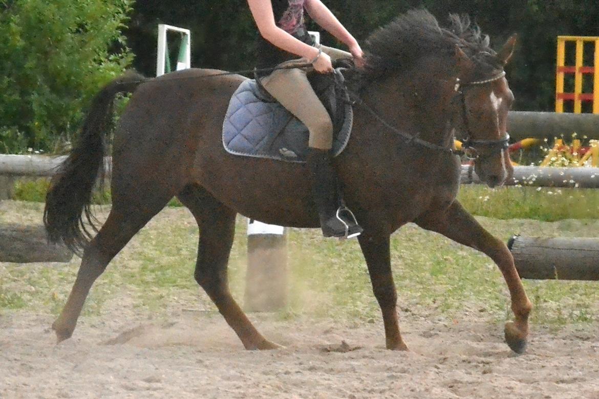 DSP Bæklunds Corvet billede 11