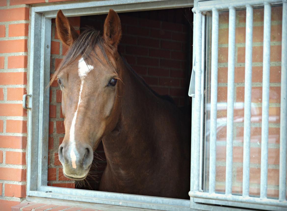DSP Bæklunds Corvet billede 4