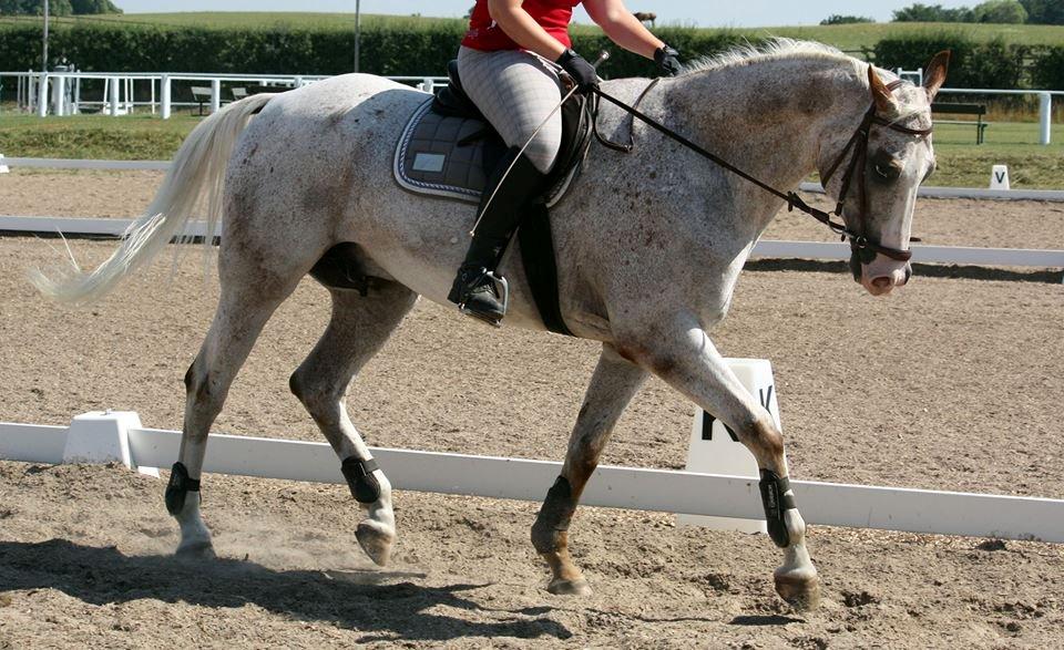 Anden særlig race Timon *min baby hest :D * - foto :Alexandra billede 17