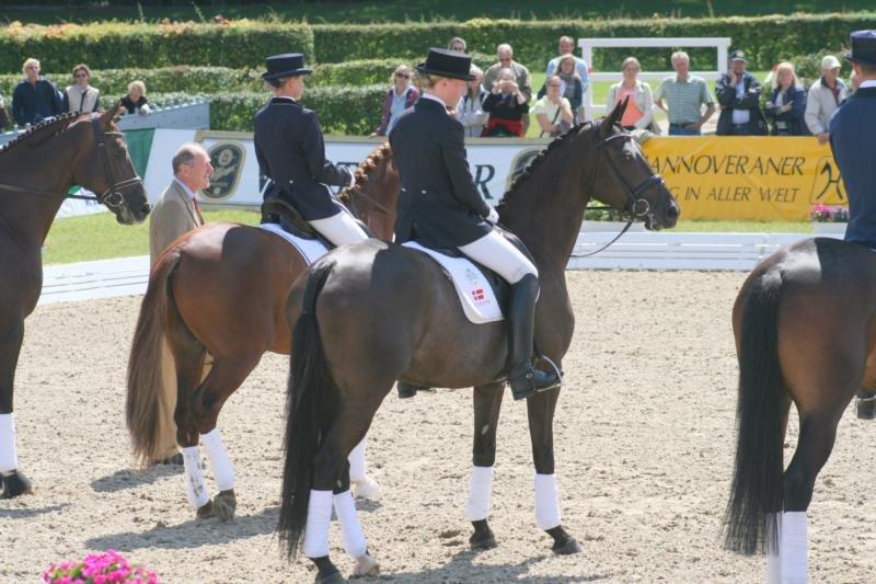Dansk Varmblod Treldegårds Shantiana billede 1