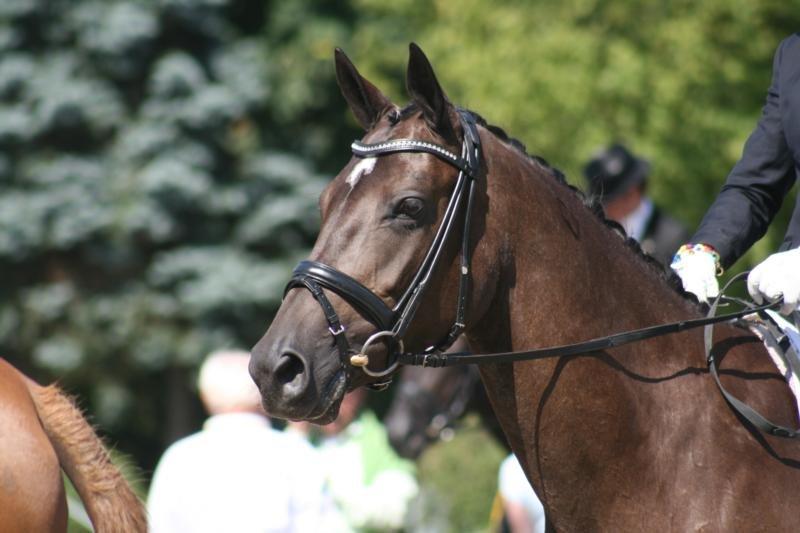 Dansk Varmblod Treldegårds Shantiana billede 4
