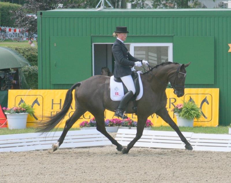 Dansk Varmblod Treldegårds Shantiana billede 5