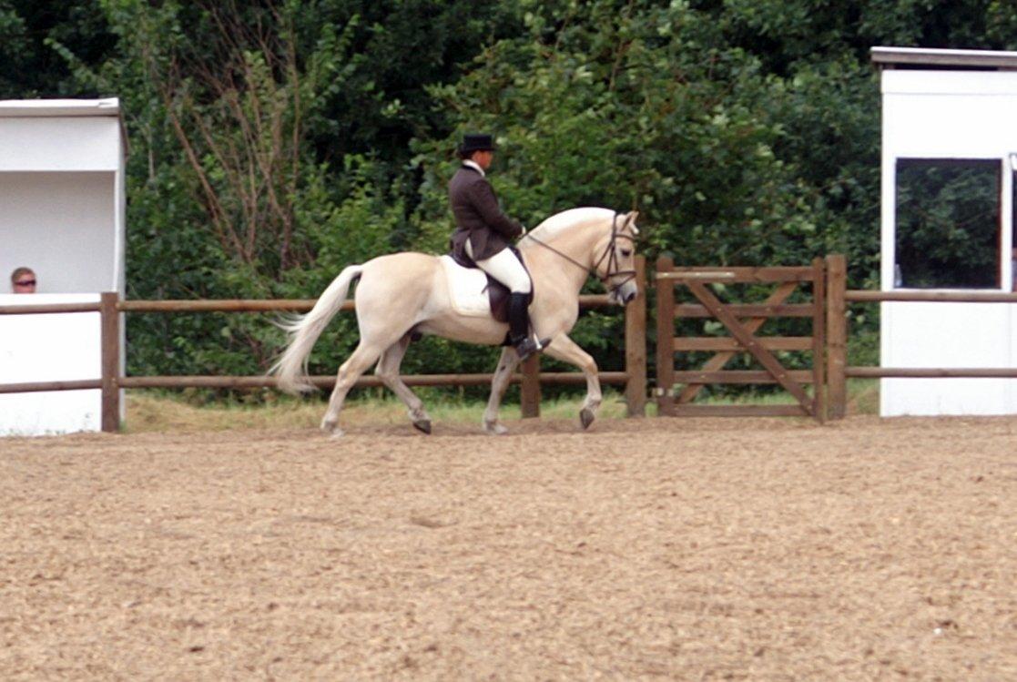 Fjordhest Mosegårdens elegant billede 22