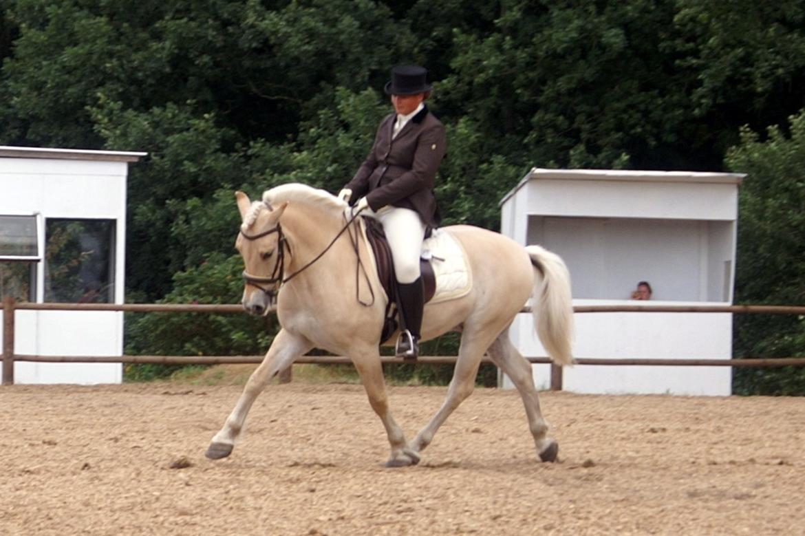 Fjordhest Mosegårdens elegant billede 23