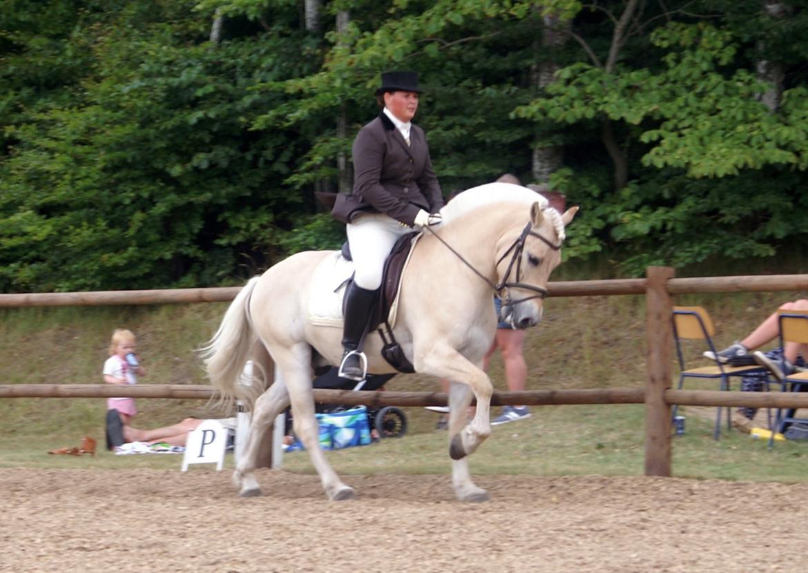 Fjordhest Mosegårdens elegant billede 31