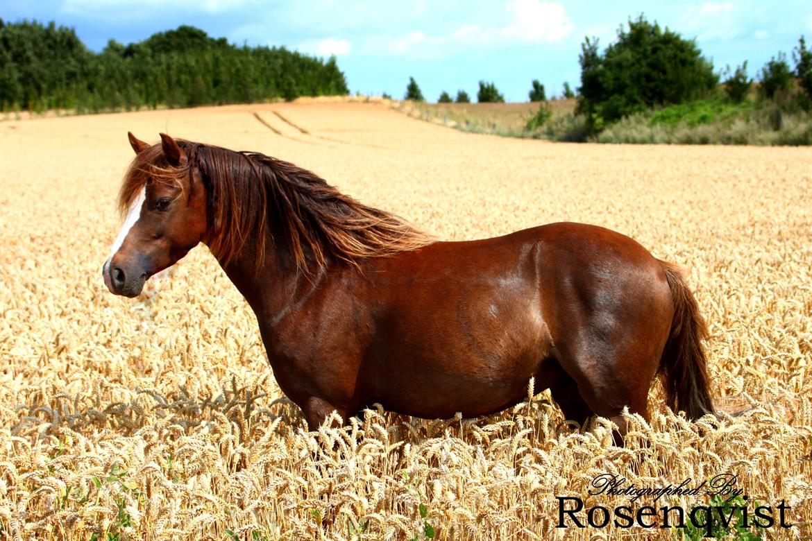 Welsh Pony (sec B) Maccoy, (Udlånt). Ejer: Annika Rosenqvist - Hej & velkommen til Akir's profil. Tag et kig på billederne læg gerne en kommentar - stem i udfordringerne & smid en bedømmelse.  billede 1