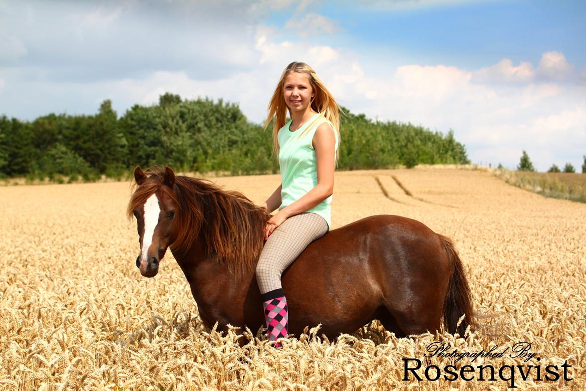 Welsh Pony (sec B) Maccoy, (Udlånt). Ejer: Annika Rosenqvist billede 11