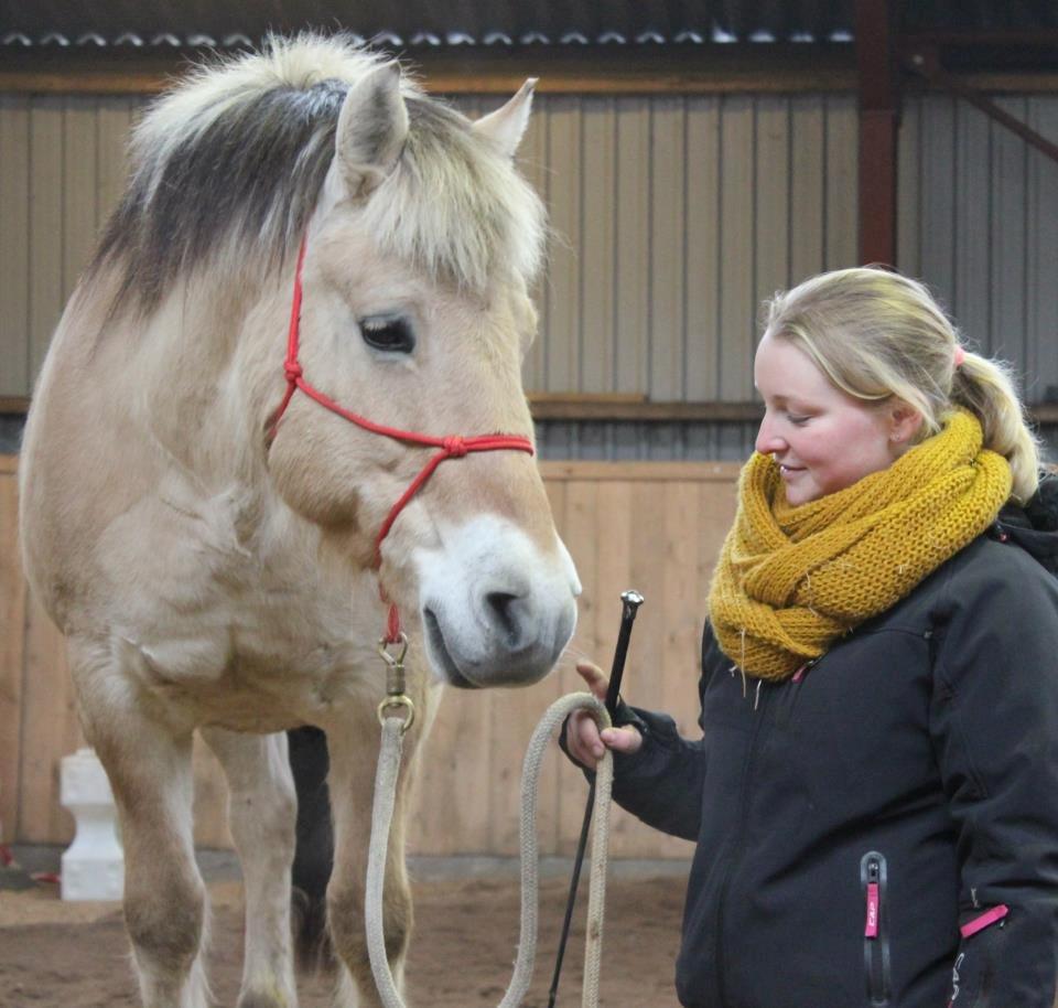 Fjordhest Tabita billede 13