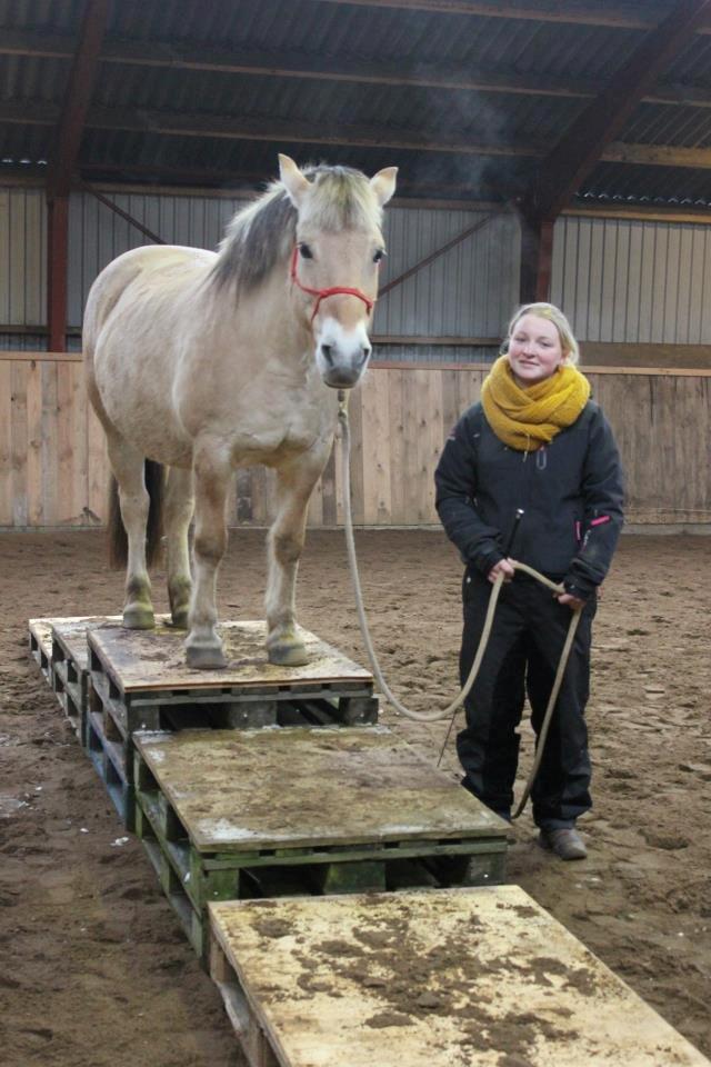 Fjordhest Tabita billede 15