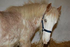 Irish Cob Coates Liam of Thunder - Her er Liam lige ankommet til sit nye hjem fra England. billede 3