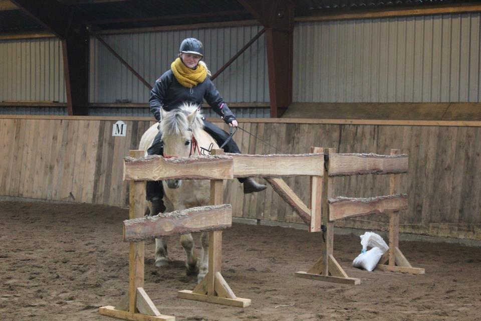 Fjordhest Tabita billede 16