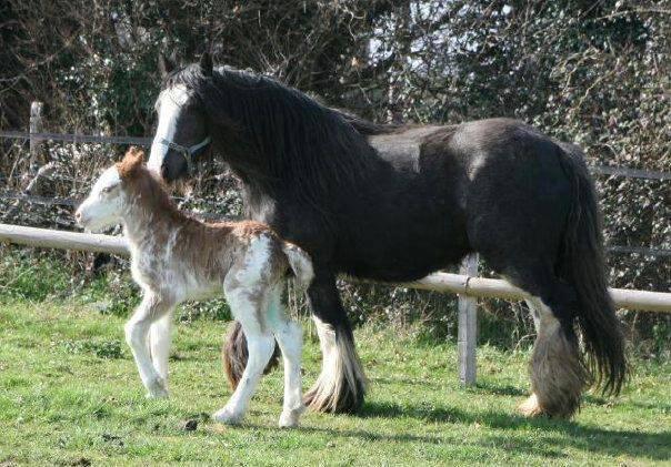 Irish Cob Coates Liam of Thunder - Liam som lille baby, med sin mor billede 2