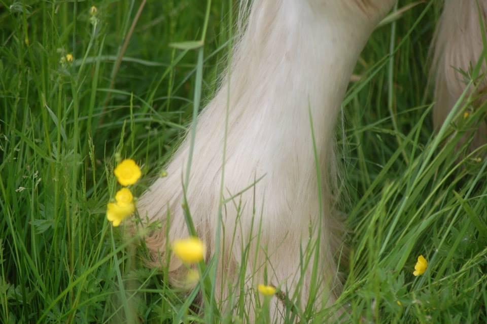 Irish Cob Coates Liam of Thunder - Fint med hovskæg. billede 5