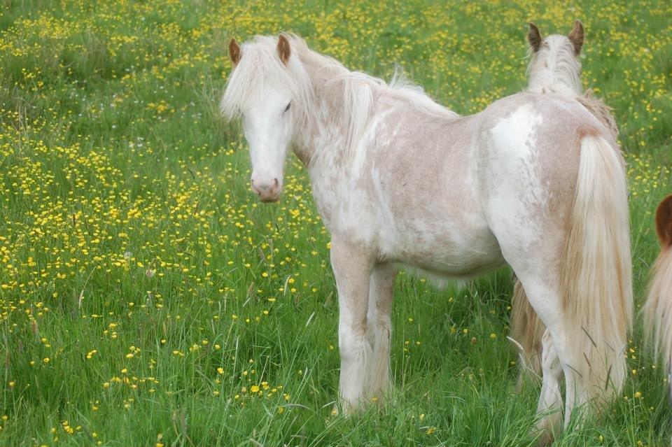 Irish Cob Coates Liam of Thunder - Liam 1 år. billede 7