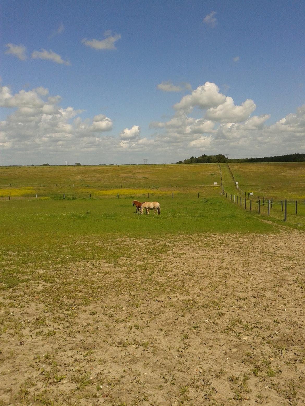 Fjordhest Tabita billede 17
