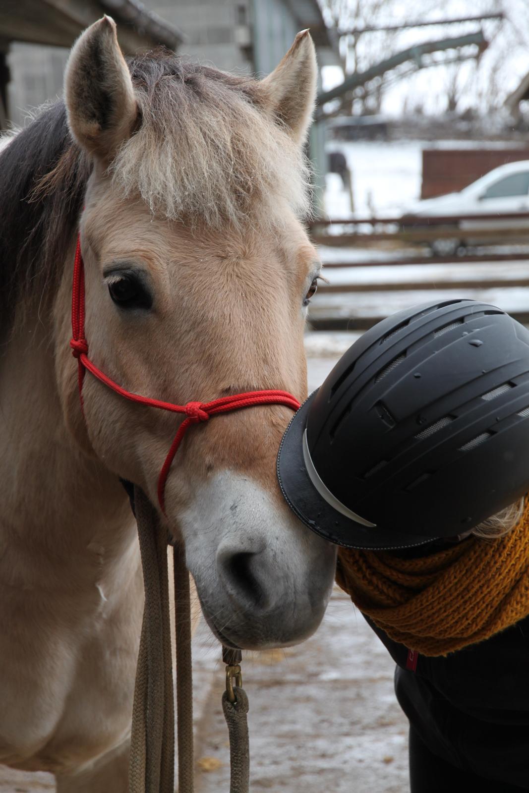 Fjordhest Tabita billede 18