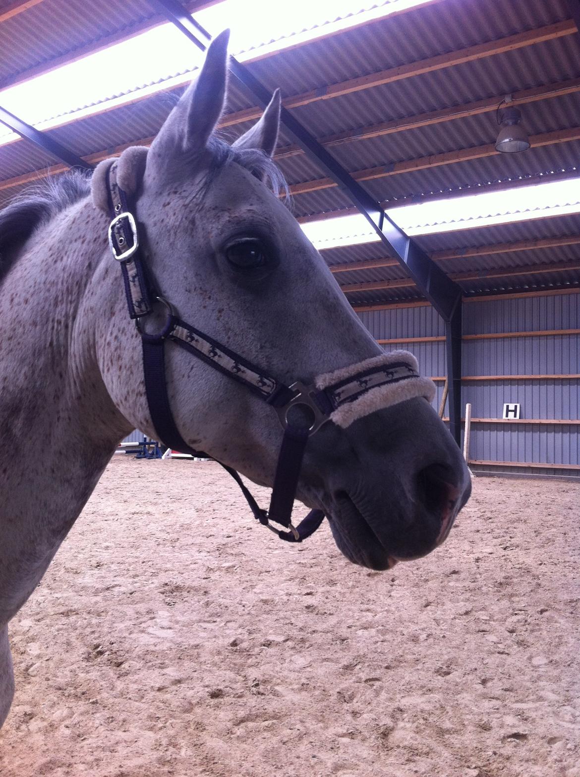 Irsk Sportspony Mr Blue Sky (Mister) billede 14