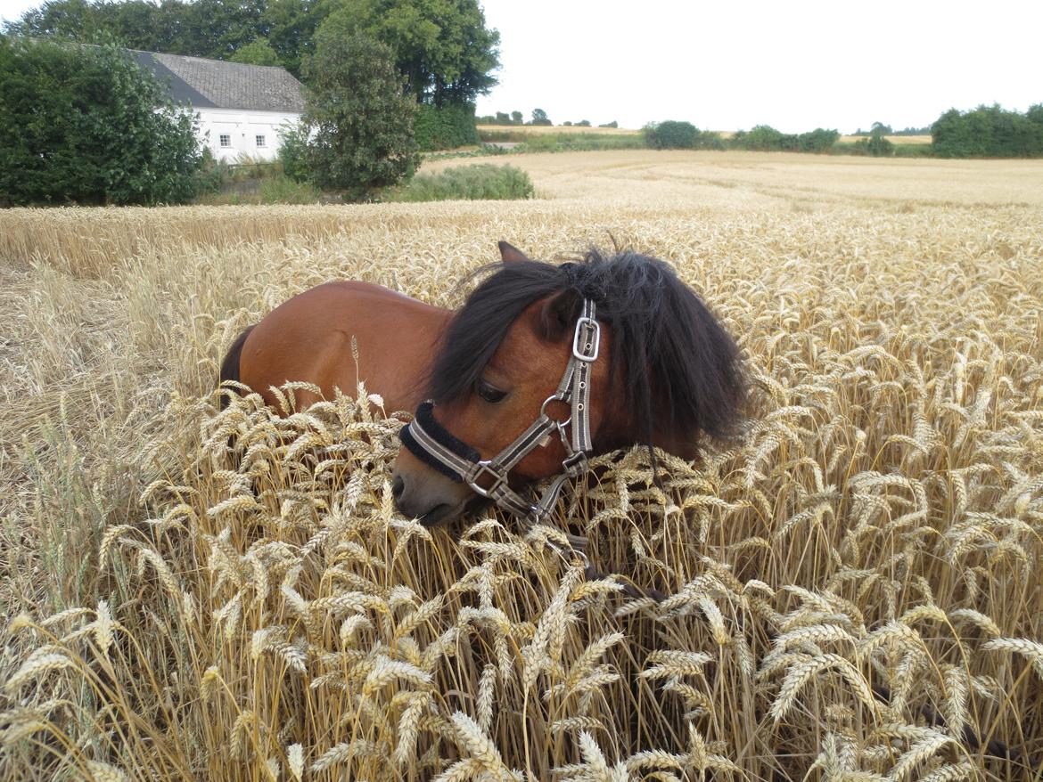 Shetlænder Timo <3 billede 1
