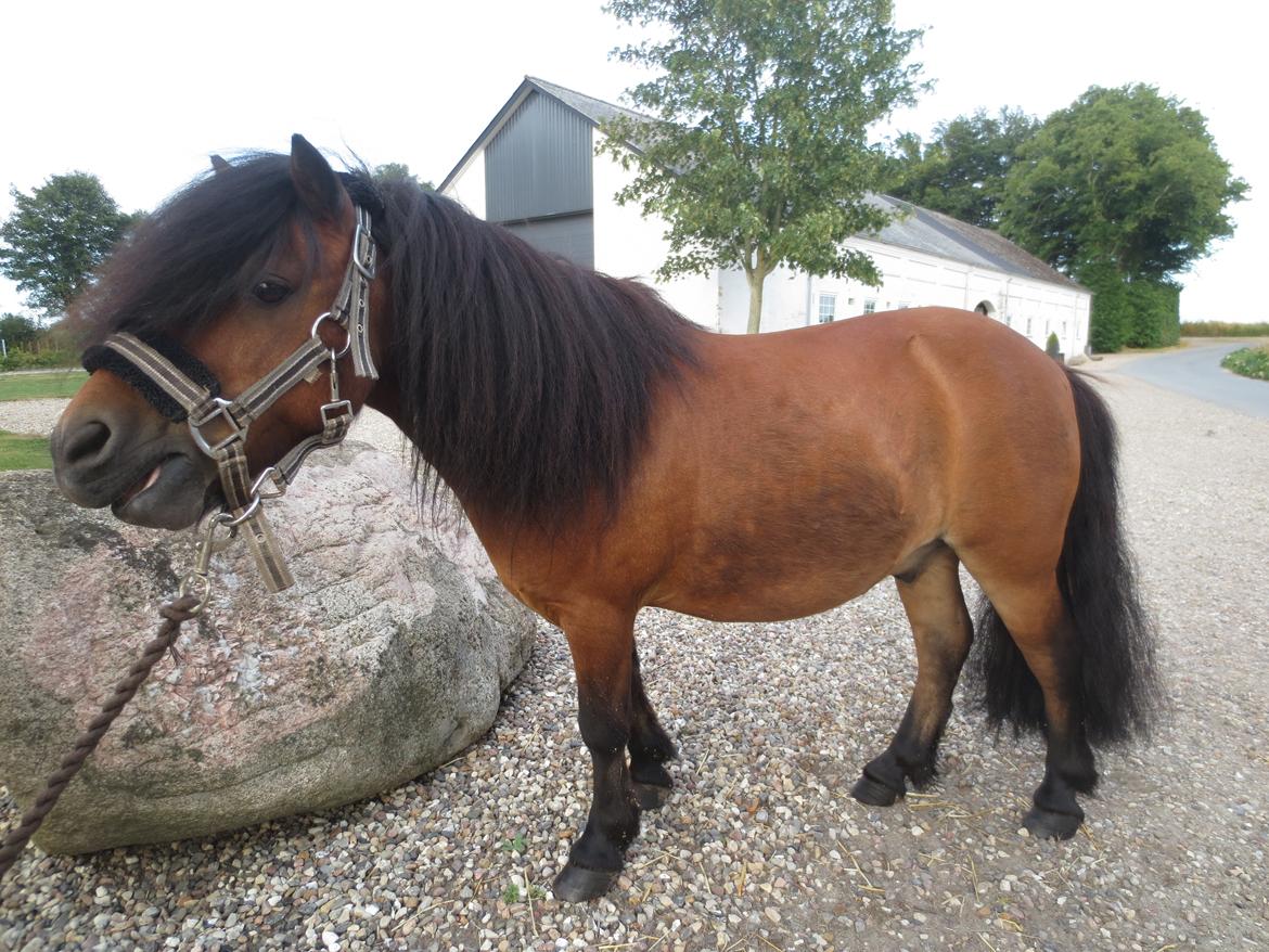 Shetlænder Timo <3 billede 2