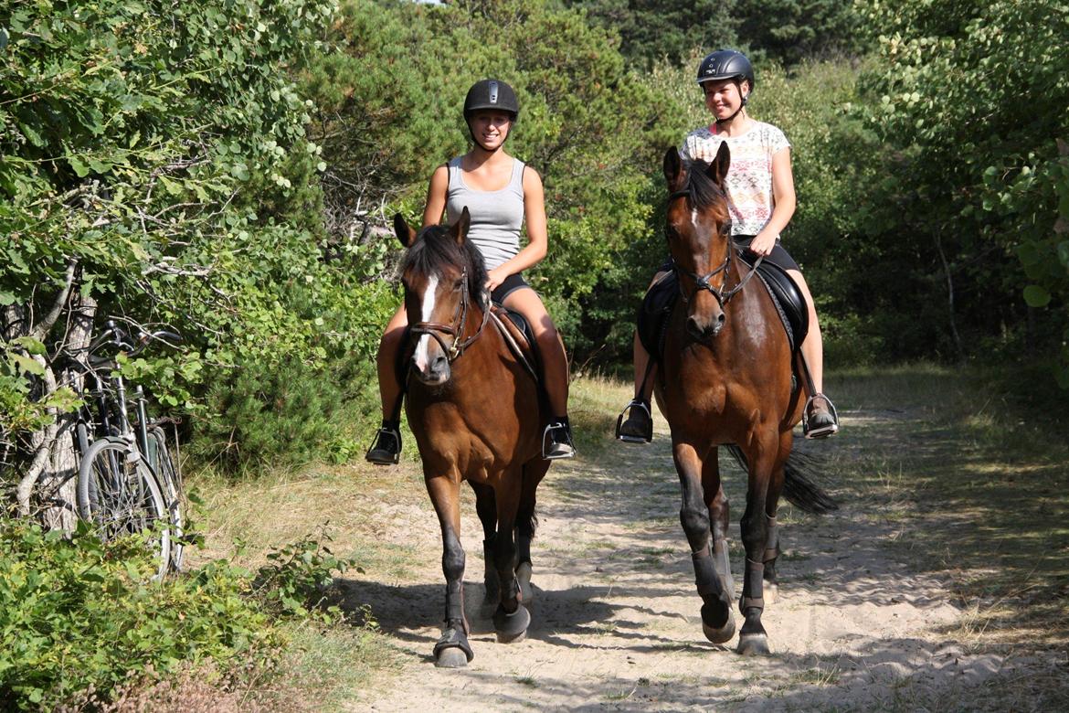 Dansk Varmblod Monopoly - August 2013 billede 7