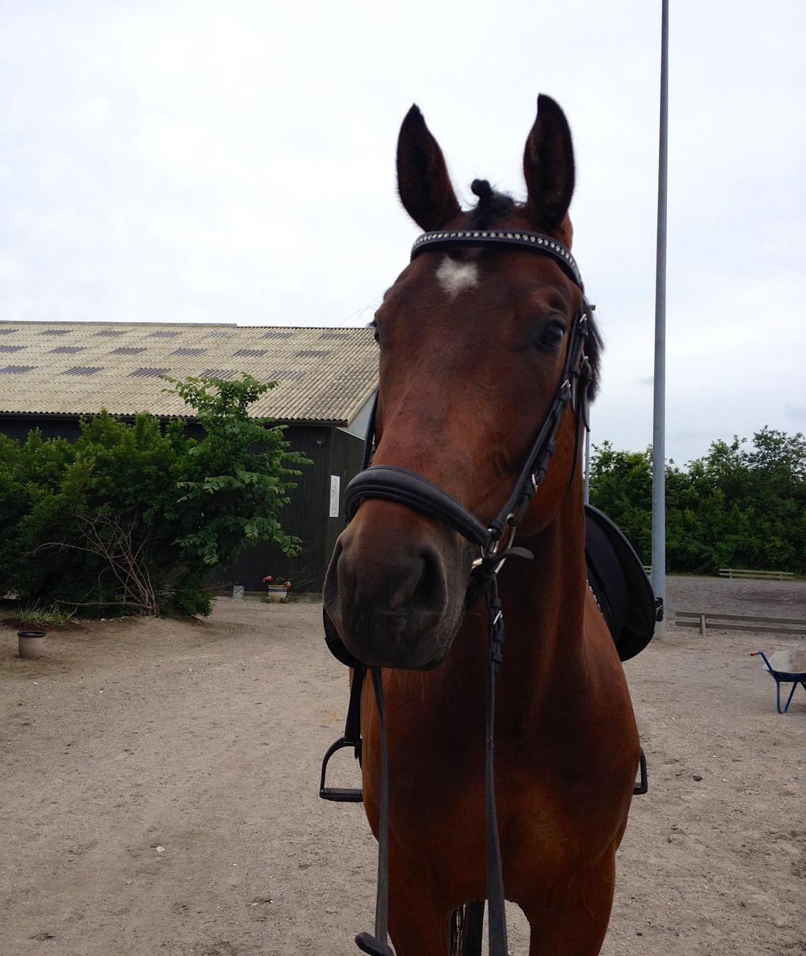 Dansk Varmblod Valløs Barosso billede 12